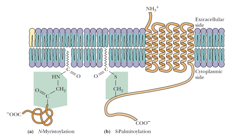 <p>This type of fatty acyl chain linkage has a broader fatty acid specificity than N-myristoylation. <strong>Myristate</strong>, <strong>palmitate</strong>, stearate, and oleate can all be esterified this way, with the C16 and C18 chain lengths being most commonly found.</p>
