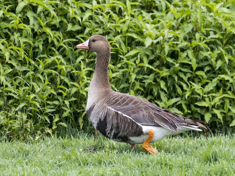 Anseriformes - Anatidae - Anser albifrons