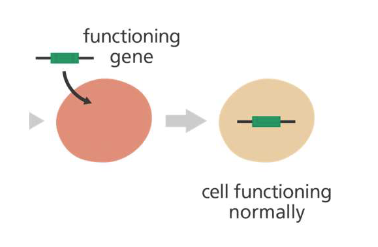 <p>Introduce a new gene into the body to help fight a disease</p>
