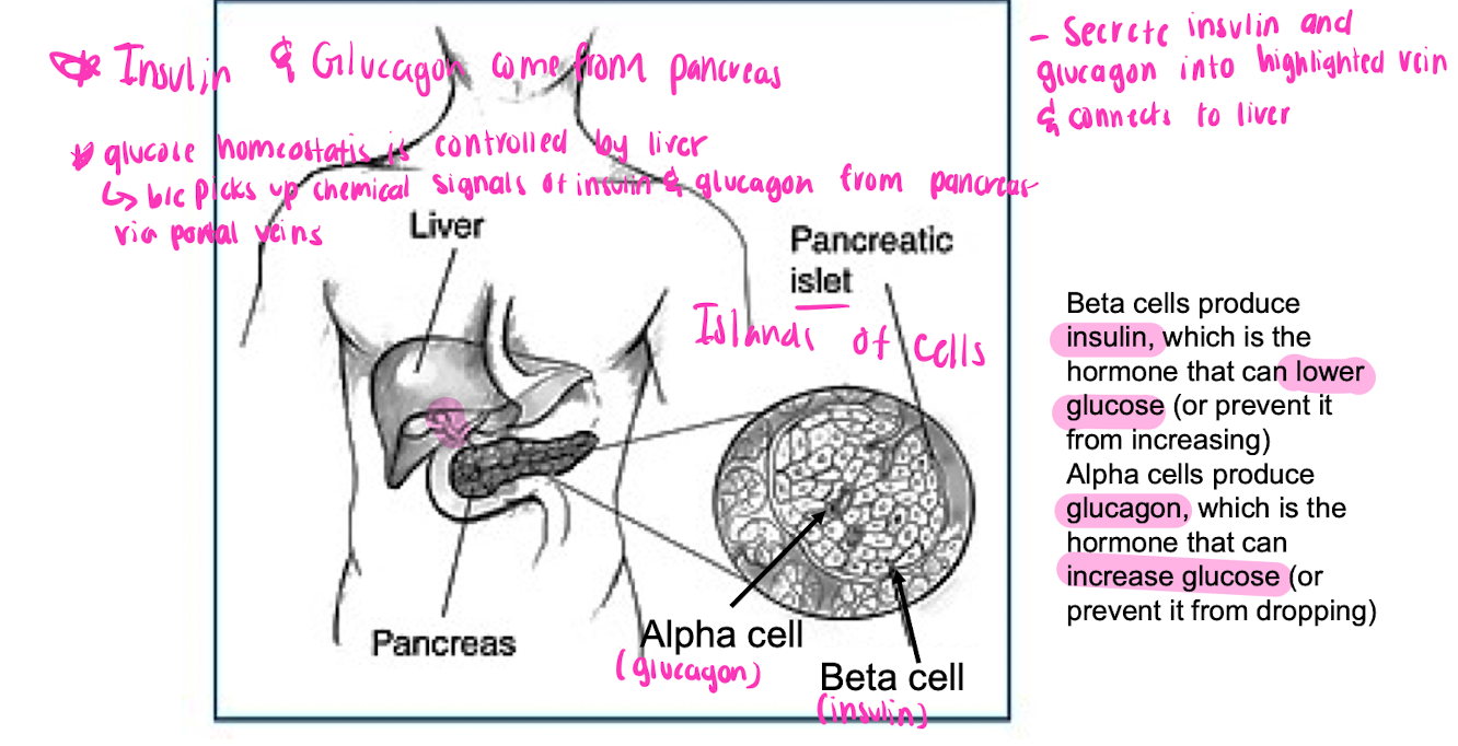 * comes from pancreas 
* glucose homeostasis is controlled by liver
  * picks up chemical signals of insulin and glucagon from pancreas via portal veins 

\
