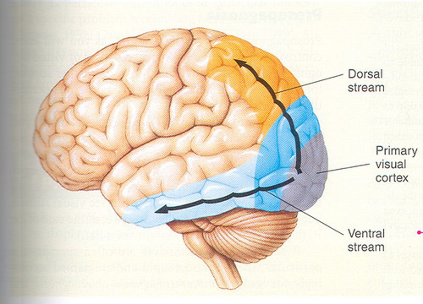 <p>The ventral stream which projects from the visual cortex in occipital lobe to the temporal lobe</p>