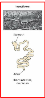 <p>stomach is big and muscular, short intestine, no cecum (don’t need to ferment)</p>