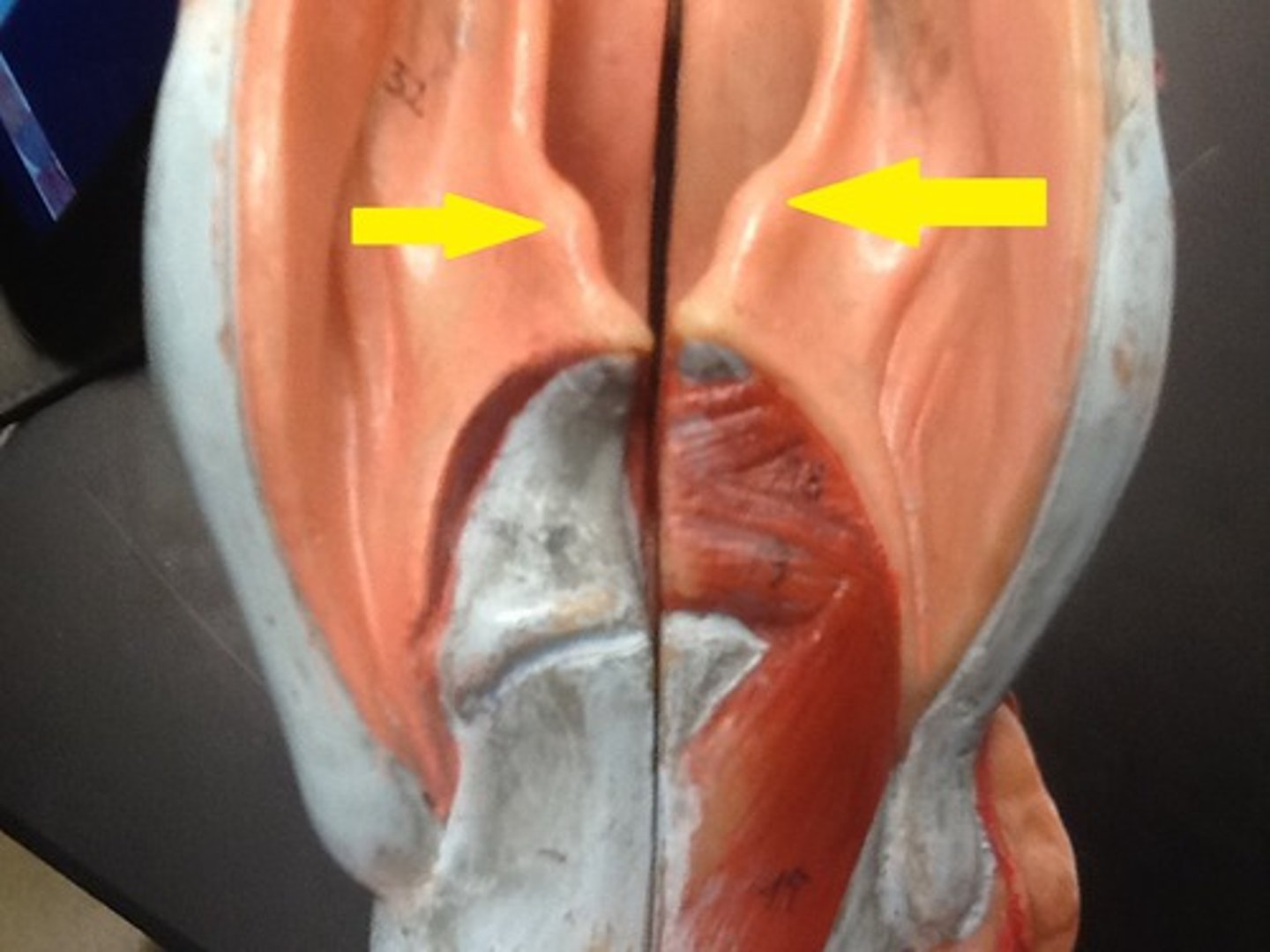 <p><strong>paired cartilages (2x)</strong></p><p>support soft tissue between arytenoids and epiglottis</p>