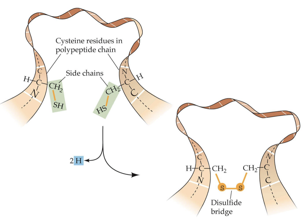 <ul><li><p>2 Cysteine side chains are close (in space, not chain) so the two S atoms bond</p></li><li><p>Bond via redox reaction</p></li></ul>