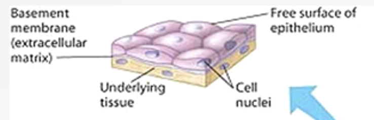 <p>(lining the air sacs of the lung)</p>
