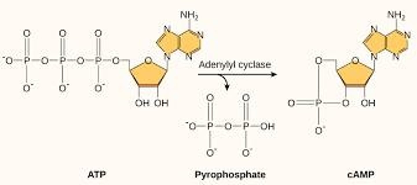 <p>cAMP activates ion channels that lead to depolarization of olfactory neurons.</p>