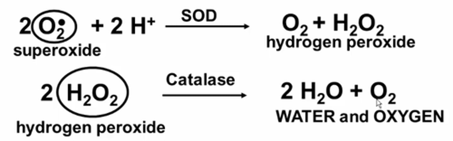 <p>Oxygen has 2 electrons in two different orbitals. However, if oxygen gains an extra electron, it becomes very reactive and becomes a radical</p>