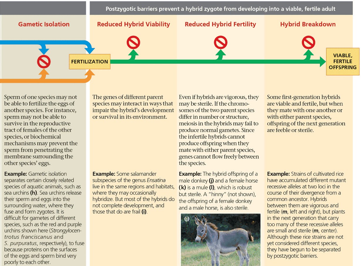 <p>Post-zygotic Barrier: A reproductive barrier that prevents hybrid zygotes produced by two different species from developing into viable, fertile adults. </p><ul><li><p>Post-zygotic barriers would be: </p><ul><li><p>Developmental errors that reduce embryo survival</p></li><li><p>Infertility after birth, decreasing the chance of reproduction.</p></li></ul></li></ul><p></p>