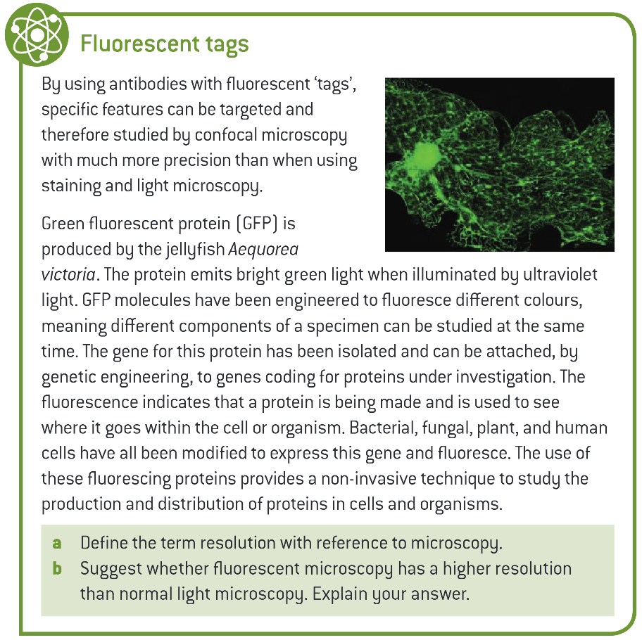 <ul><li><p>Source fluorescent proteins from deep sea organisms</p></li><li><p>Use antibody-antigen tech to attach to outside of cells</p></li><li><p>GFP attach to antibodies </p></li><li><p>Allow antibodies to attach to organisms of specimen</p></li></ul><p></p>