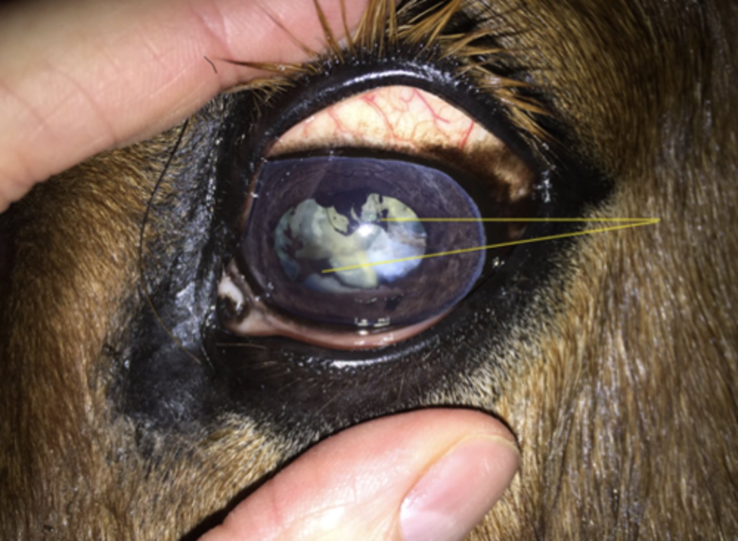 <p>Denne hest har tidligere haft uveitis og er nu blind på dette øje. Hvilke forandringer peger pilene på?</p><p>- Iris prolaps</p><p>- Modent katarakt</p><p>- Synnechier</p><p>- Hypopyon</p>