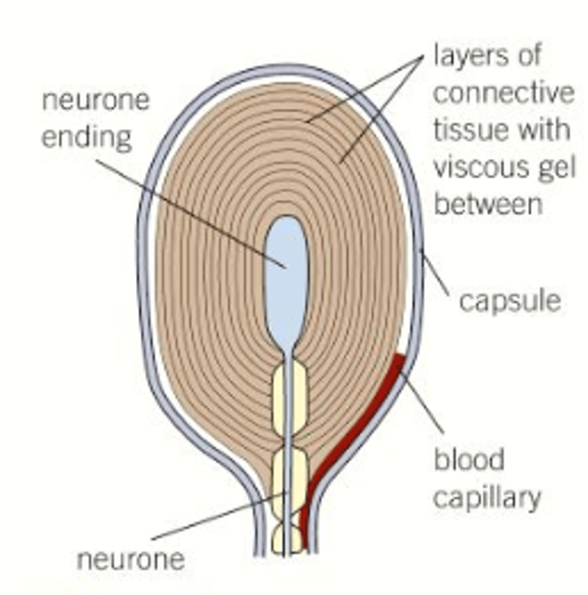 <p>Single sensory neurone wrapped with layers of tissue called lamellae</p>