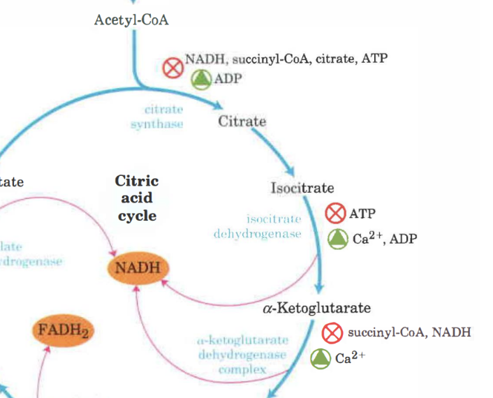 <ul><li><p><strong>Citrat-syntetas</strong>: hämmas av ATP, citrat och NADH och acetyl-CoA. Stimuleras av ADP. </p></li><li><p><strong>Aconitas</strong>: hämmas av ATP. Stimuleras av ADP och Ca<sup>2+</sup>. </p></li><li><p><strong>Ketoglutaratdehydrogenas</strong>: Hämmas av NADH och succinyl-CoA. Stimuleras av Ca<sup>2+</sup>. </p></li></ul>