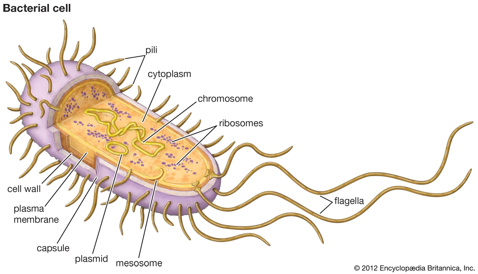 <p>(<span style="color: #ffcf55"><strong>animal + bacteria</strong></span>) longer, fewer, acts like a whip to move cell</p><p>move entire cell through extracellular fluid</p>