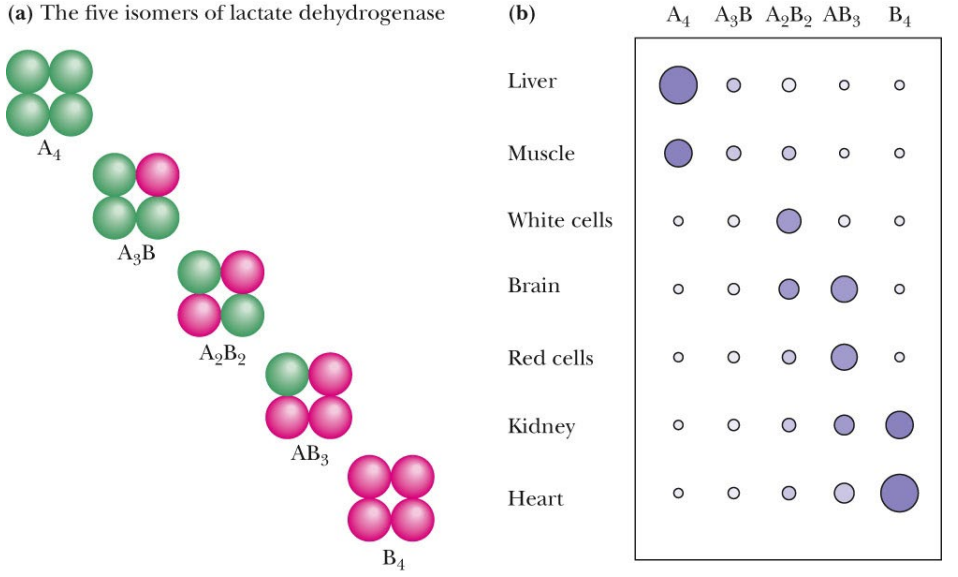 <p>Structurally equivalent subunits (small primary sequence differences not identical) but catalytically distinct subunits</p>