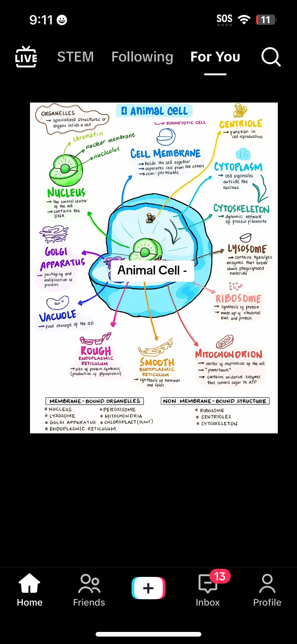 <p>Mitochondria </p>