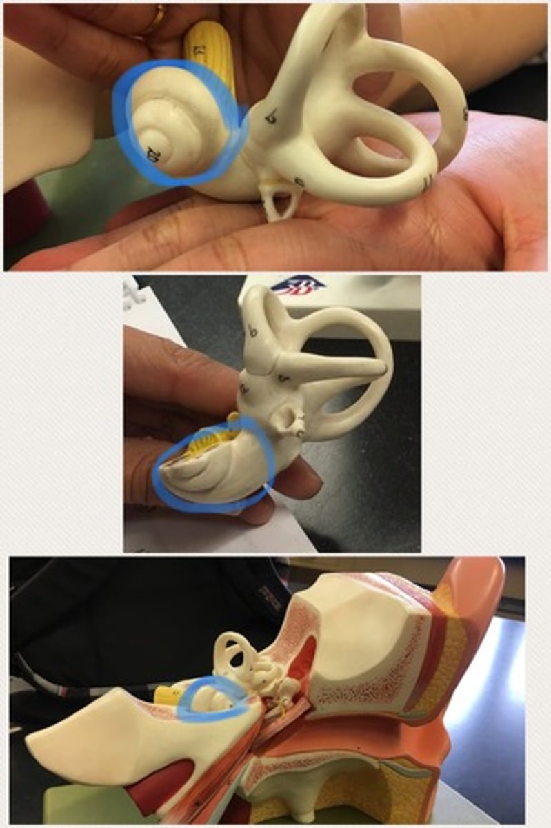 <p>A portion of the inner ear that looks like a snail shell.</p>
