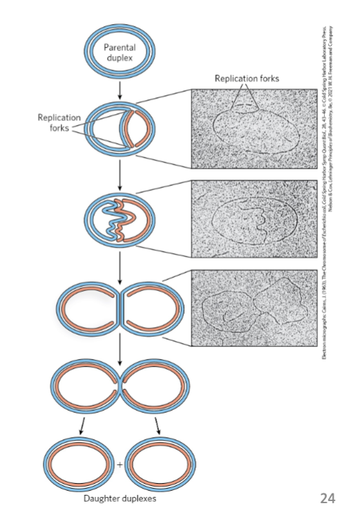 <ul><li><p>replication begins at an origin and proceeds bidirectionally</p></li><li><p>replication forks = dynamic points where parent DNA is being unwound and separated strands replicated</p></li><li><p>both DNA strands are replicated simultaneously</p></li><li><p>both ends of the bacterial chromosome have active replication forks (bidirectional replication)</p></li></ul><p></p>
