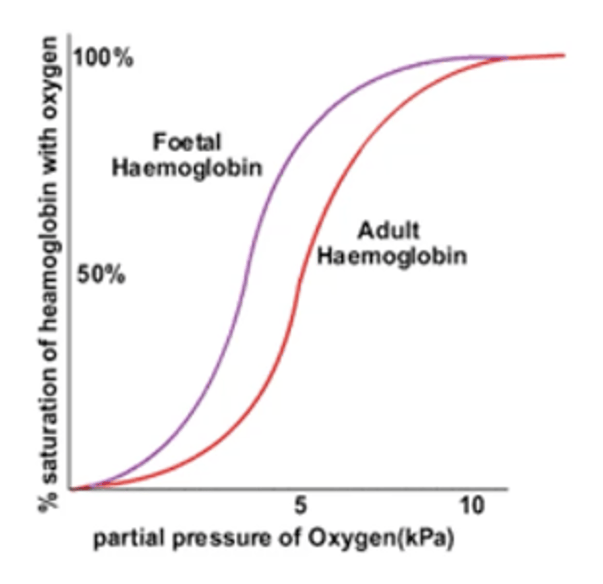 <p>-A form of haemoglobin found only in the developing fetus with a higher affinity for oxygen than adult haemoglobin</p>