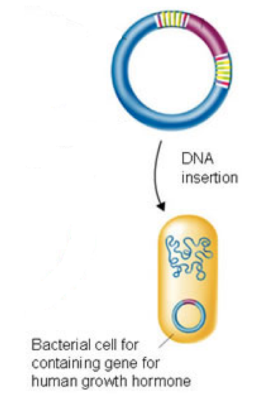 <p><strong>STEP 4 – Bacteria takes up recombinant plasmid and then multiplies</strong></p><ul><li><p>Copies of the recombinant plasmid/vector are made</p></li><li><p>Copies are placed into host cells (ie. bacterial cells) </p></li><li><p>The host cells then produce the protein that the gene codes for</p></li></ul><p></p>