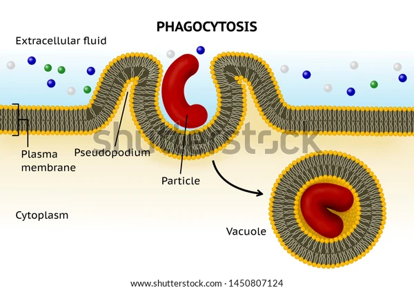 <p>Phagocytosis</p>