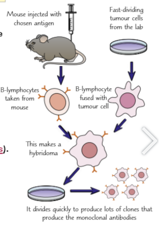 <p>how are Monoclonal antibodies are identical antibodies (Antibodies, monoclonal, divide, tumour, fuse, cloned, bind)</p>