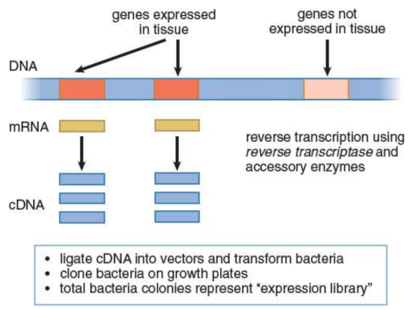 <p>constructed by reverse-transcribing processed mRNA; lacks noncoding regions, such as introns, and only includes the genes that are expressed in the tissue from which the mRNA was isolated</p>