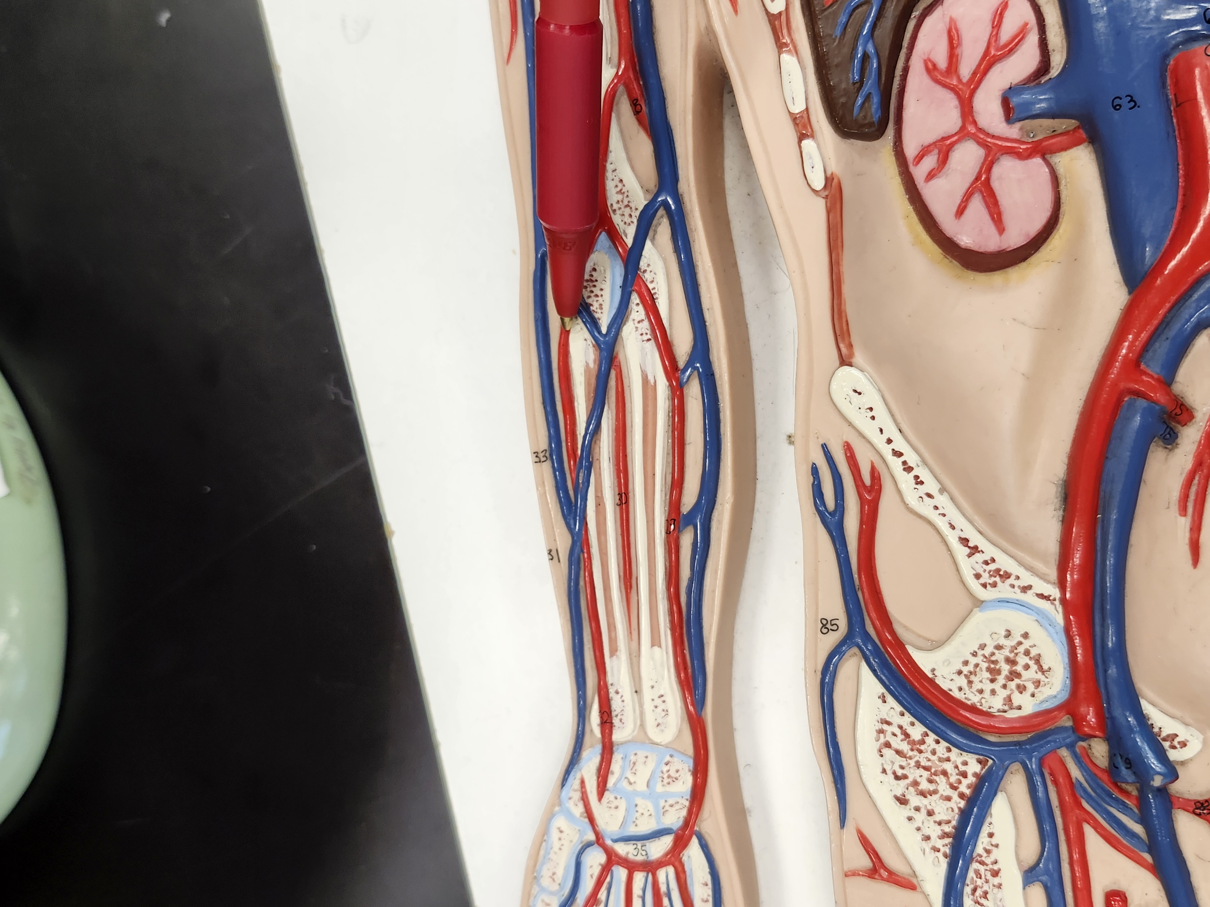 knowt flashcard image