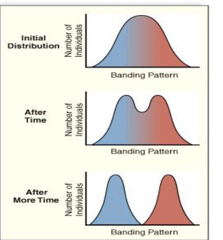 <p>occurs when the median characteristic is selected and both extremes are advantageous which can lead to speciation if both extremes stop interbreeding </p>