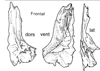 <p>A bone that forms part of the forehead portion of the skull.</p>