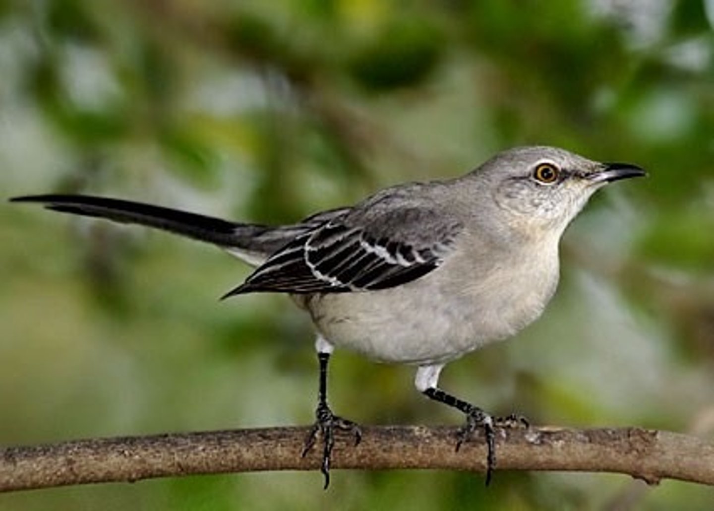 <p>Passeriformes</p><p>pale gray-brown above, whitish below, thin dark eyeline, long tail</p>