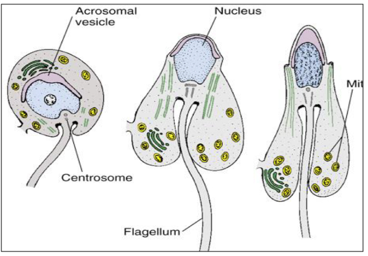 <p>Nucleus is enlarged and flattened</p><p>→ Chromatin condenses</p><p>→ histones disappear</p><p>→ substituted by protamines.</p><p></p><p>Golgi complex</p><p>-increases its size and forms vesicles that will fuse to form the acrosome</p><p></p><p>The acrosome binds to the outer membrane of the nuclear envelope</p><p>→ contains carbohydrates and several hydrolytic enzymes</p>