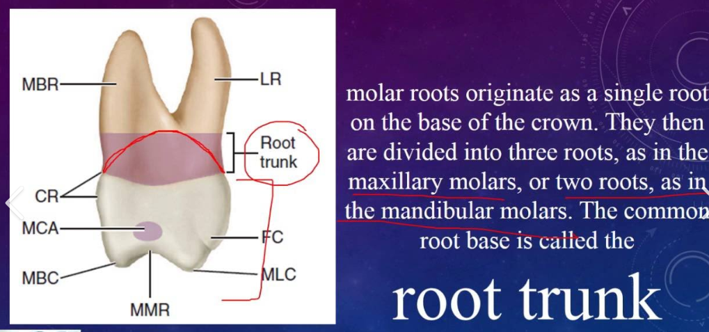 <p>Temporary - longer, slender with less rot trunk and the roots reabsorb during exfoliation (shedding)</p><p>Permanent - shorter, more bulbous, larger root trunks </p>