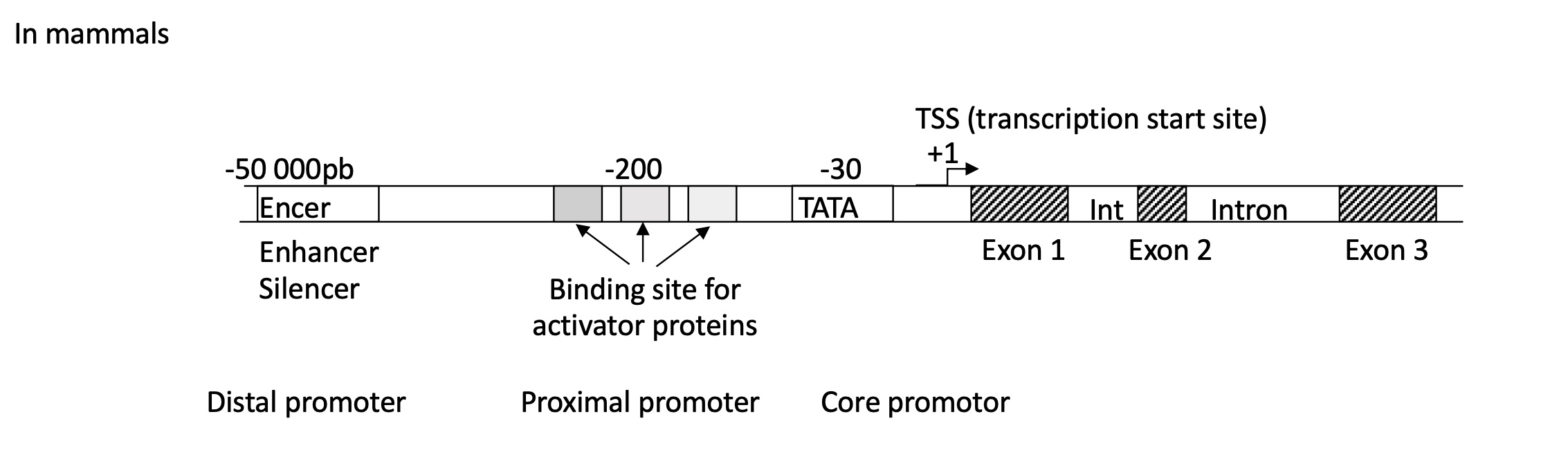 <p>Promoter w/ :&nbsp;</p><ul><li><p>distal  : Enhancer/Silencer binding site&nbsp;</p></li><li><p>proximal : multiple binding sites for activator proteins&nbsp;</p></li><li><p>core : TATA box at -30</p></li></ul><p>after TSS/+1 there is the presence of introns (non coding sequences) and exons (coding sequences)</p><p></p>