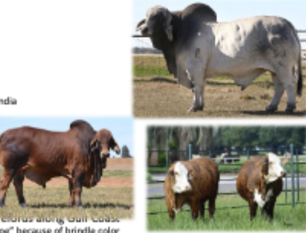 <p>Origin: US, combo of 5 breeds from India, commonly crossbred with herefords along gulf coast</p>