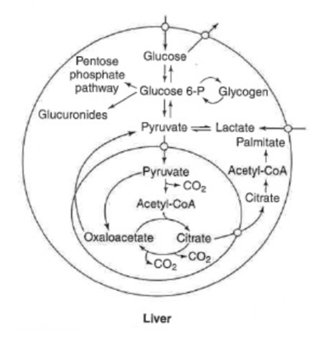 <p>can be completely oxidized</p><p>can store as glycogen</p><p>can convert to fatty acids or amino acids</p><p>can make glucose </p><p>(glycolysis or gluconeogenesis)</p><p>oxidative branch of PPP</p>