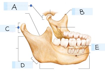 <p>what bone is this?</p>