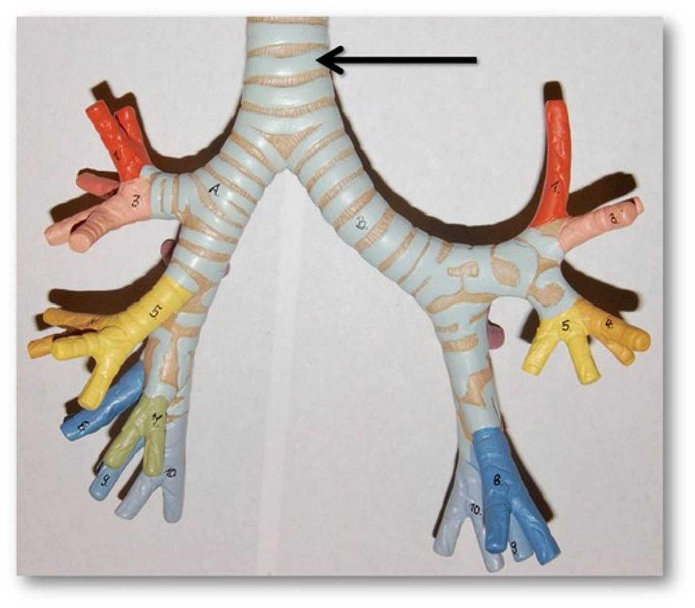 <p>The windpipe</p><p>About 5" long. Semi-rigid, enclosed air tube made up of rings of cartilage that are open in the back</p><p>Divides into left and right bronchi</p>