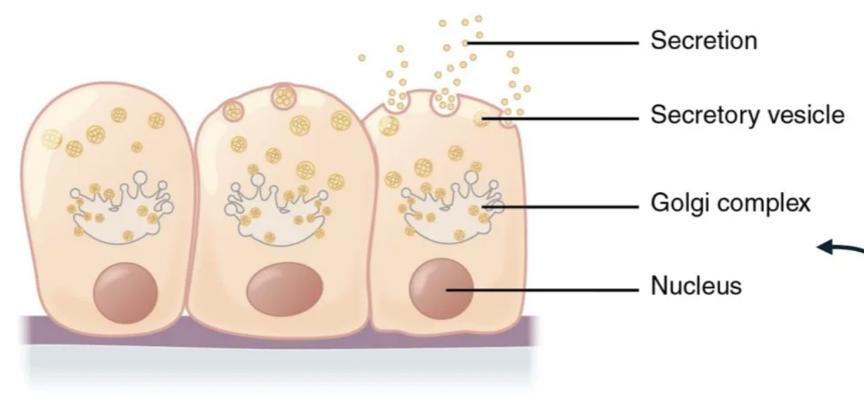 <p>secretions are enclosed in vesicles that move to the apical surface of the cell where the contents are released by exocytosis.</p>