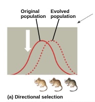 <p>favors individuals at one end of the phenotypic range</p>
