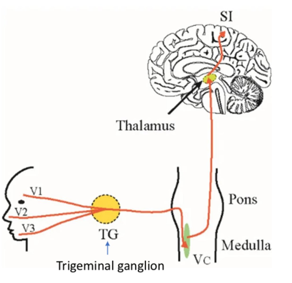 <p>- Usually unknown</p><p>- Prevalent with MS</p>