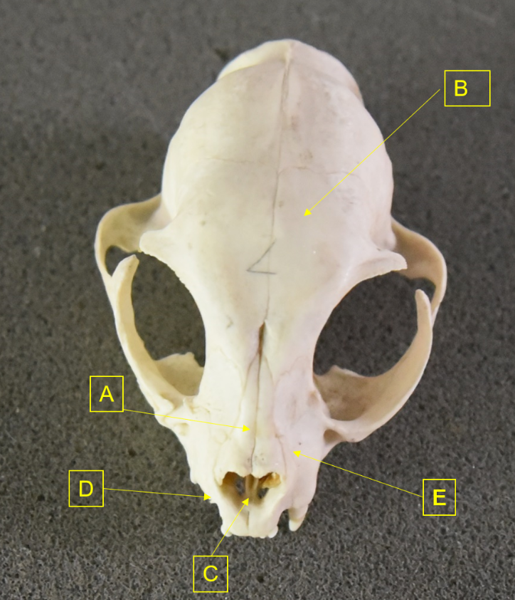<p>Match the labels on this image to the correct bone listed below:</p><ul><li><p>Incisive</p></li><li><p>Frontal bone</p></li><li><p>Vomer</p></li><li><p>Nasal bone</p></li><li><p>Maxilla</p></li></ul><p></p>