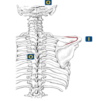 <p>Lateral one-third of clavicle, acromion and spine of scapula</p>
