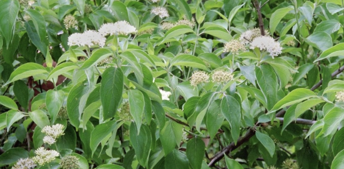 <p>Silky dogwood A</p>