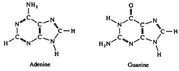 <p>One of two types of nitrogenous bases found in nucleotides, characterized by a six-membered ring fused to a five-membered ring. Adenine (A) and Guanine (G) are purines. </p>