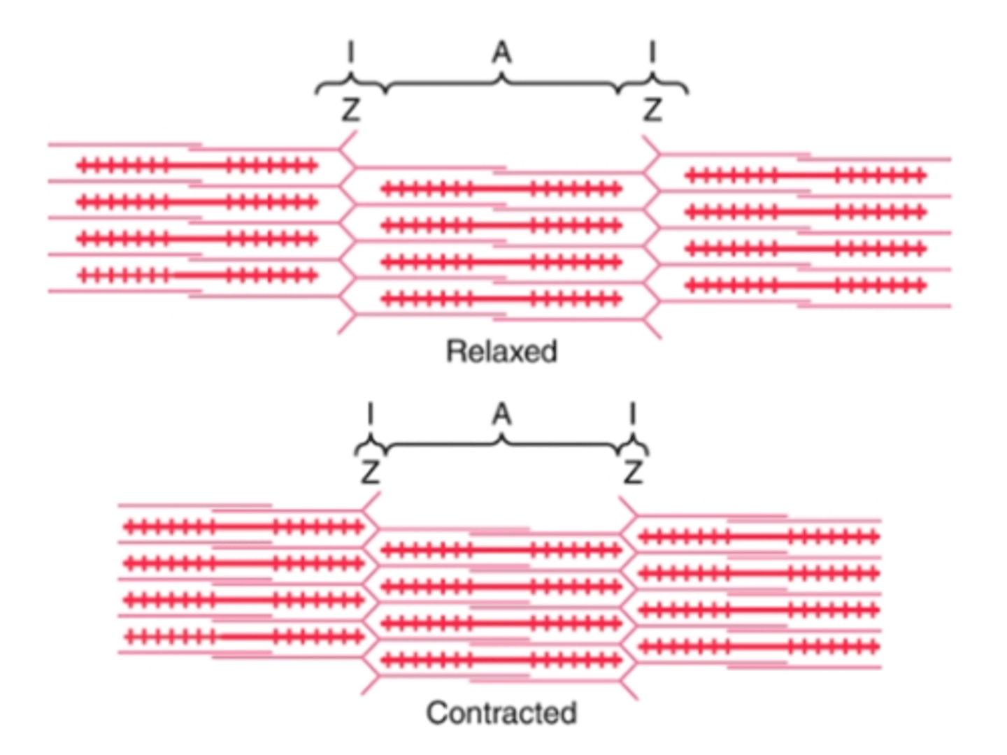 <p>in the relaxed state, the ends of the actin filaments extending from two successive Z disks barely overlap one another</p><p>in the contracted state, these actin filaments have been pulled inward among the myosin filaments, so their ends overlap one another to their maximal extent</p><p>the Z disks have been pulled by the actin filaments up to to the ends of the myosin filaments</p><p>caused by forces generated by interaction of cross-bridges from the myosin filaments with the actin filaments</p>