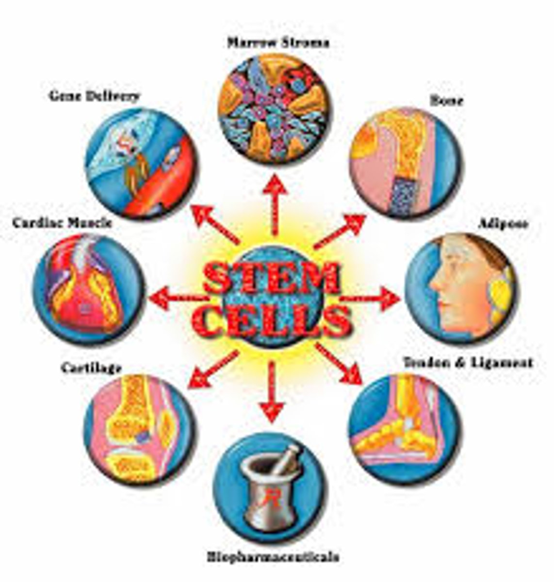 <p>stem cell</p>