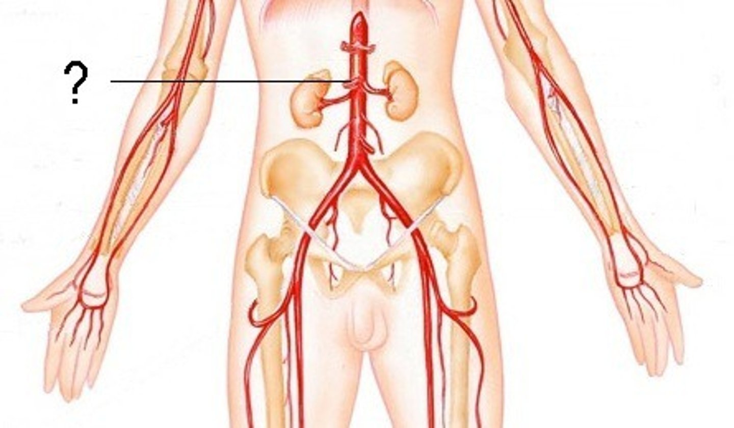 <p>Supplies blood to small intestine.</p>