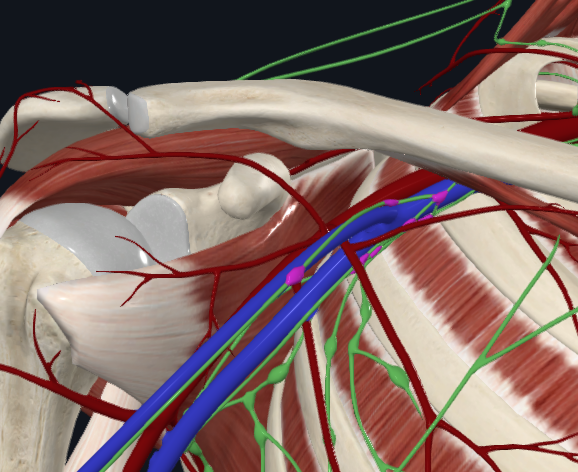 <p>What are these lymph nodes</p>