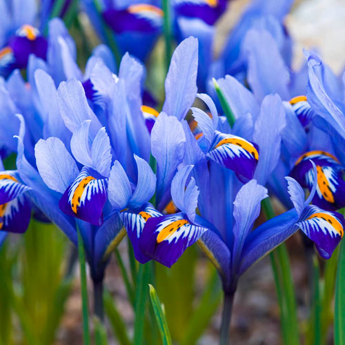 <p>monocot; Iridaceae; netted iris; <span>characterised by a fibrous net surrounding the bulb</span></p>