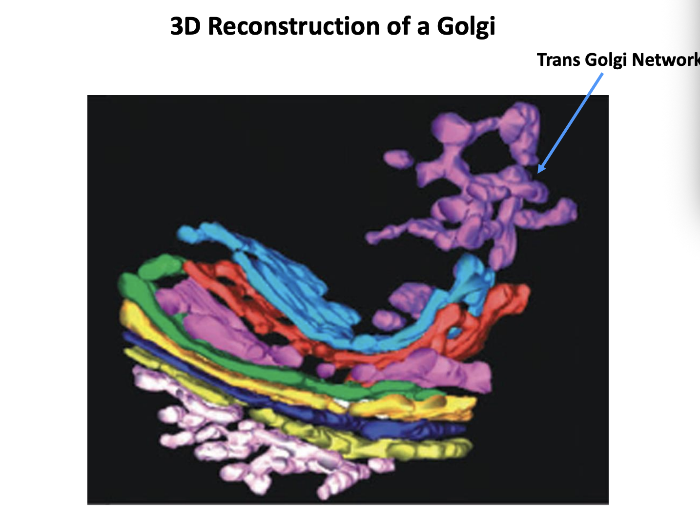 <ul><li><p>endosome</p></li></ul><p></p>